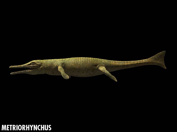 metriorhynchus