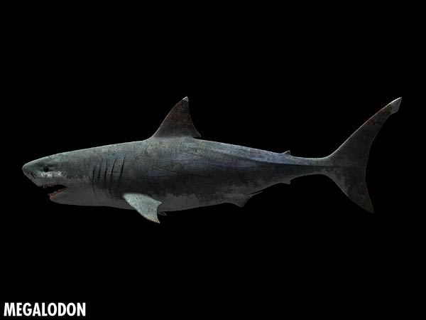 megalodon